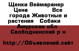 Щенки Веймаранер › Цена ­ 40 000 - Все города Животные и растения » Собаки   . Амурская обл.,Свободненский р-н